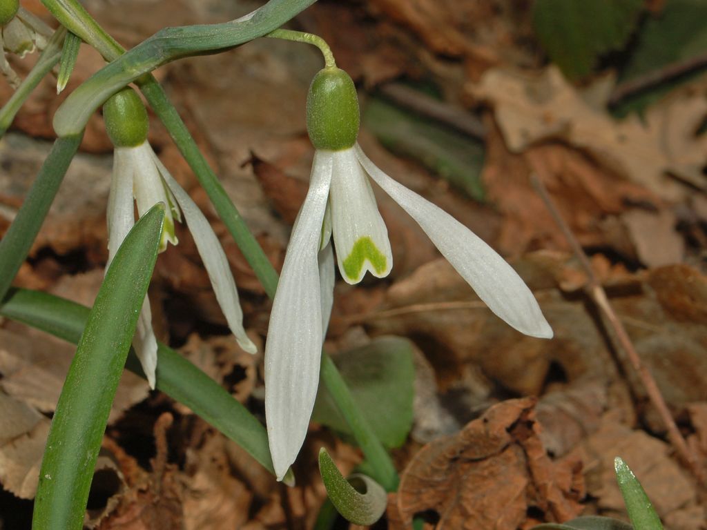 Galanthus nivalis